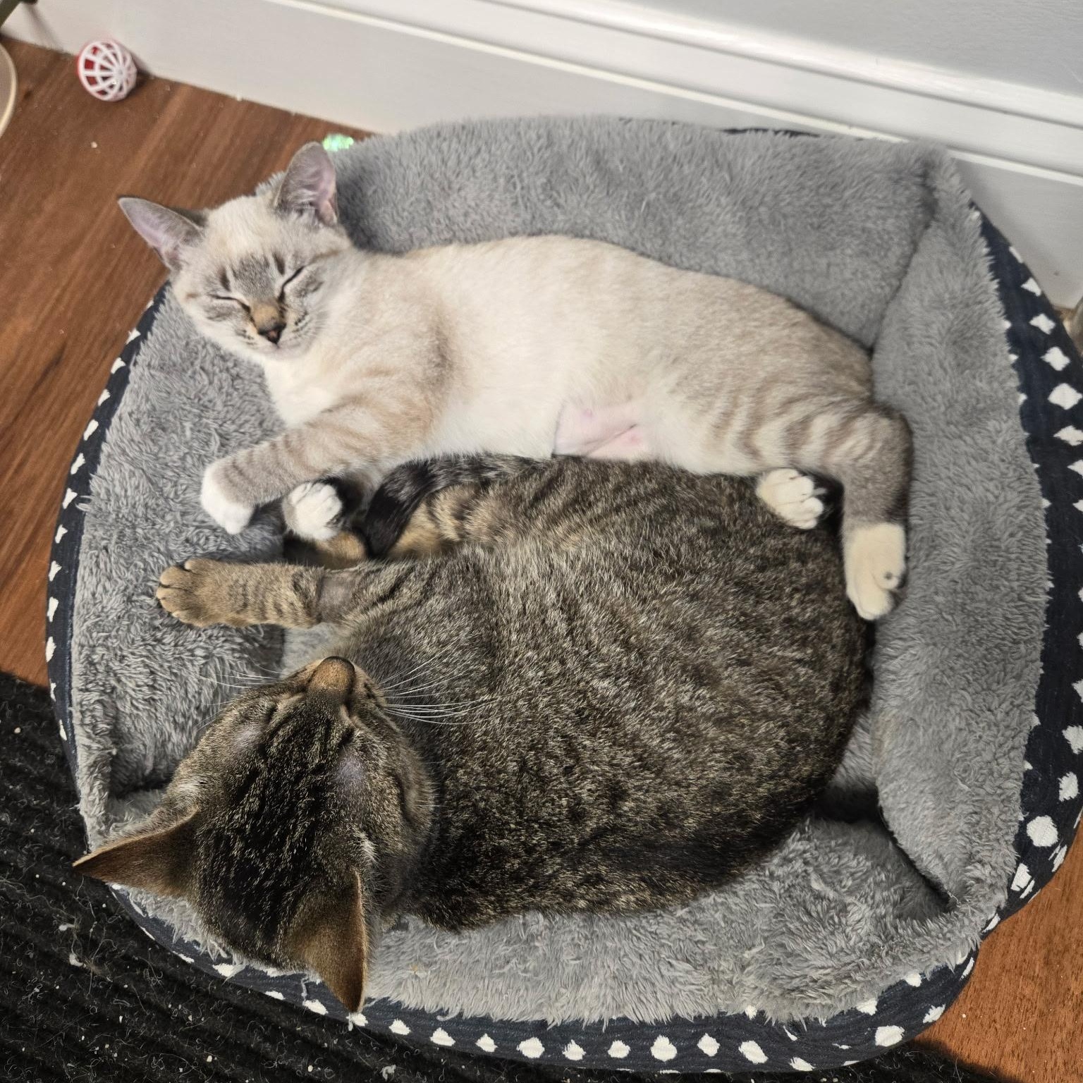 Pepper ***Special Needs: CH***, a Adoptable mixed breed in FITCHBURG, MA image 3/6