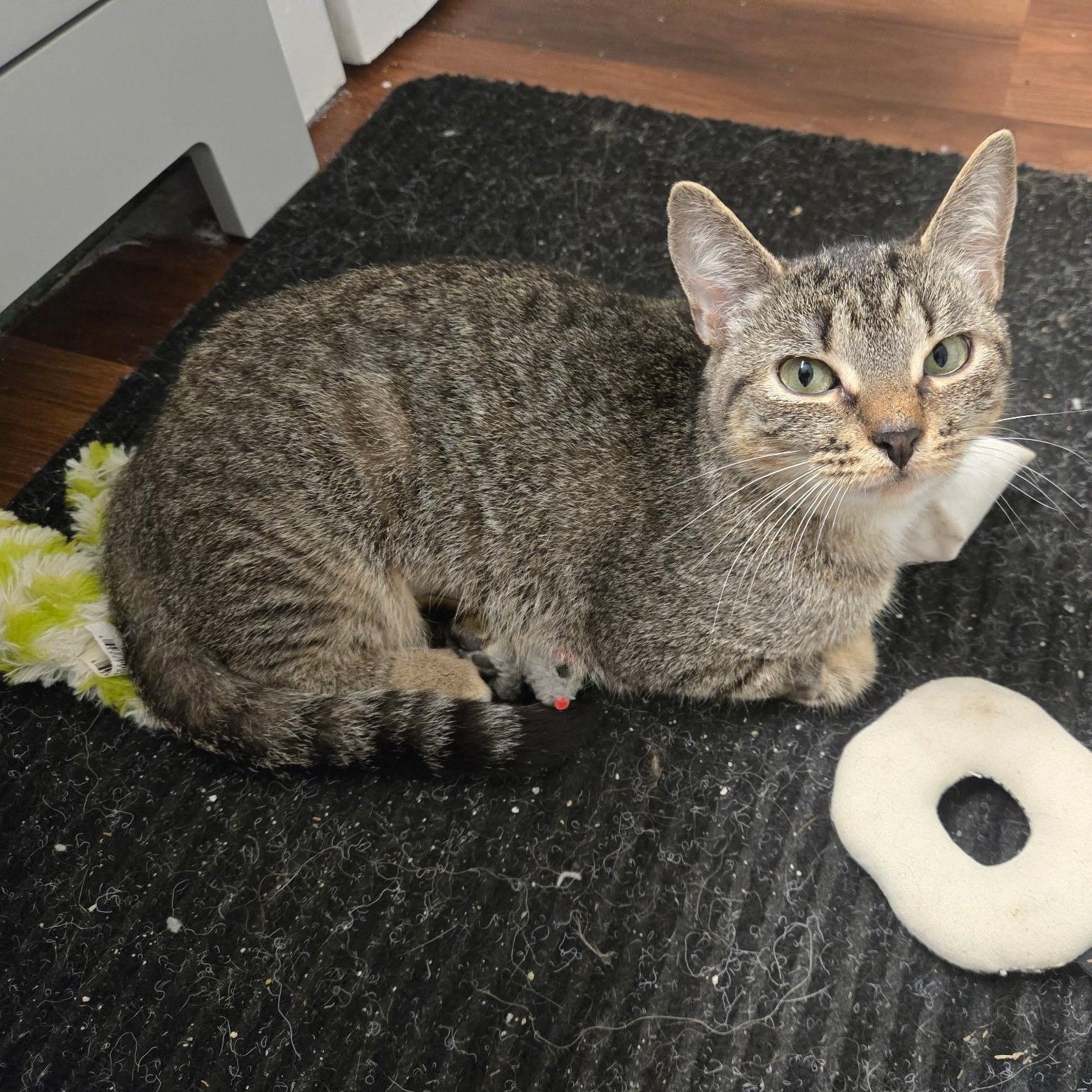 Pepper ***Special Needs: CH***, a Adoptable mixed breed in FITCHBURG, MA image 4/6