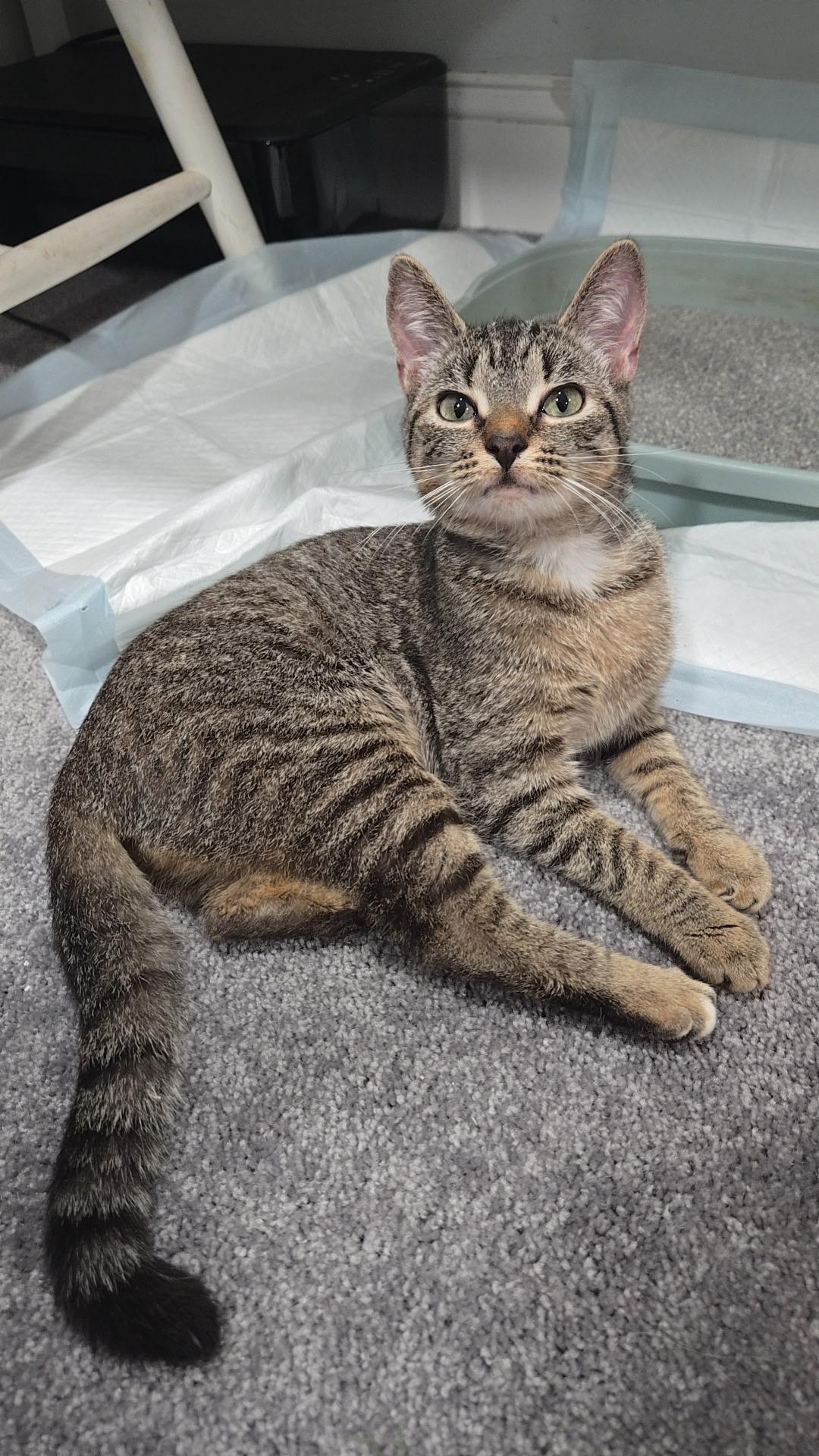 Pepper  ***Special Needs:  CH***