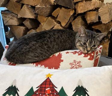 Enlarge Pepper  ***Special Needs:  CH***, a Adoptable mixed breed in FITCHBURG, MA image 6/6