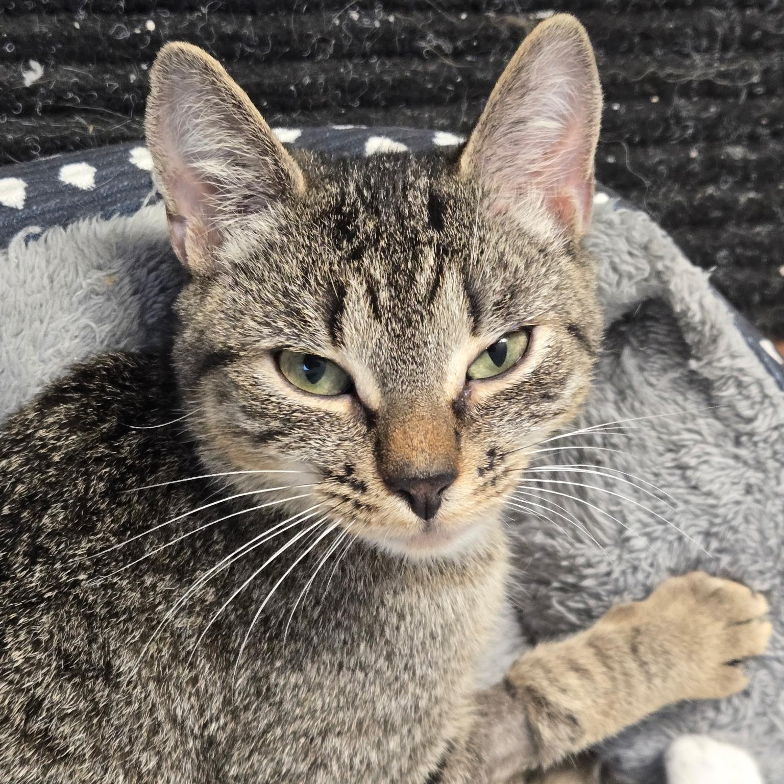 Pepper ***Special Needs: CH***, a Adoptable mixed breed in FITCHBURG, MA image 2/6