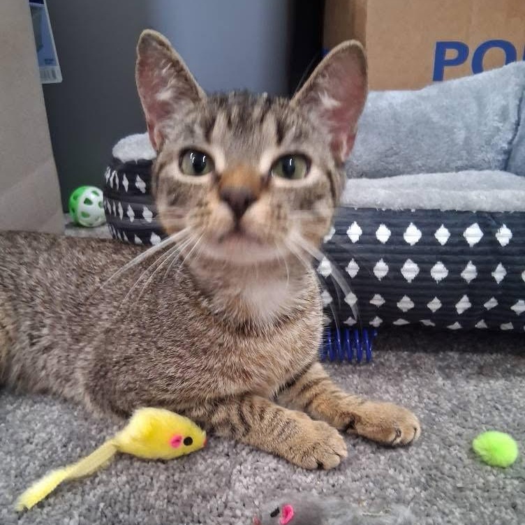 Pepper ***Special Needs: CH***, a Adoptable mixed breed in FITCHBURG, MA image 1/6