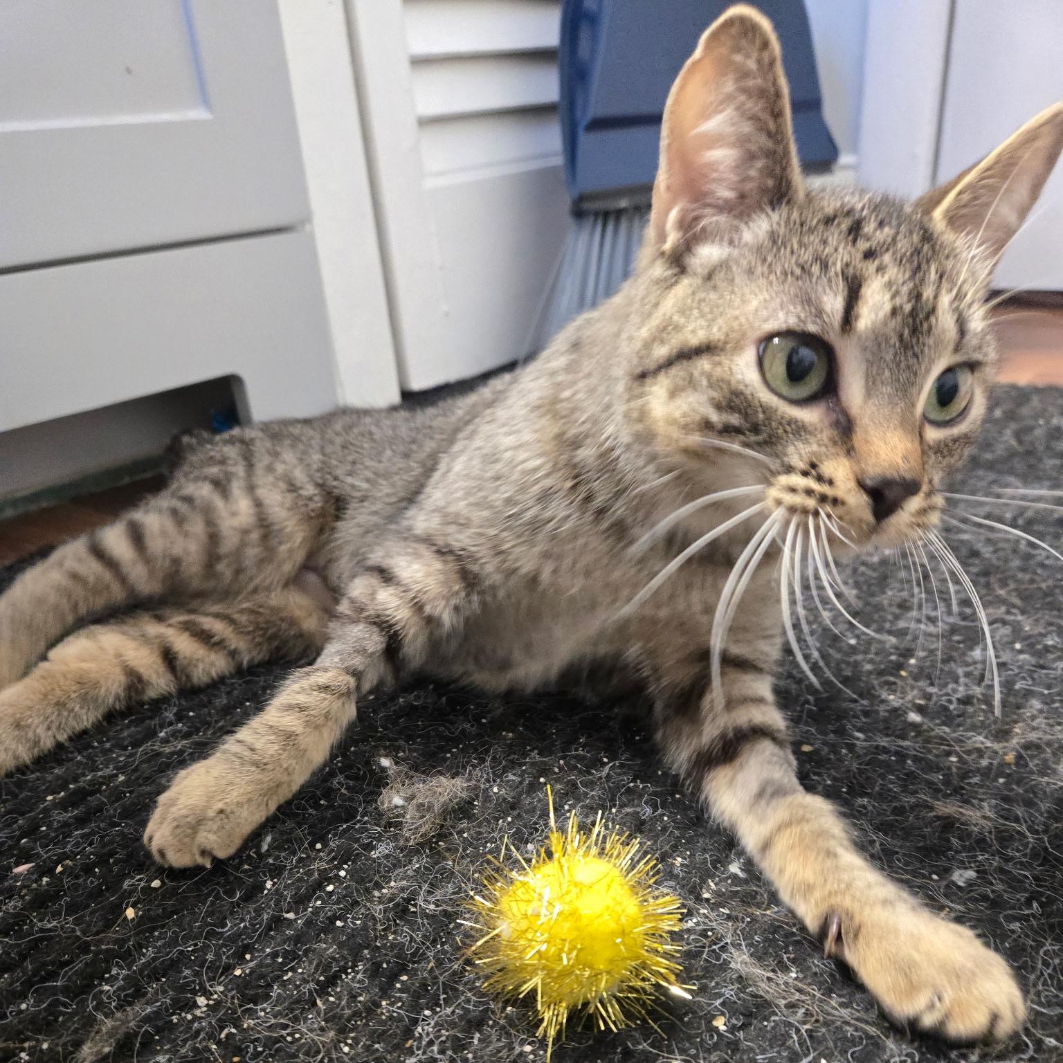 Pepper ***Special Needs: CH***, a Adoptable mixed breed in FITCHBURG, MA image 6/6