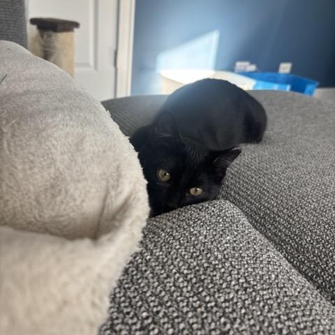 Sammy, Adoptable, Young Female Domestic Short Hair.