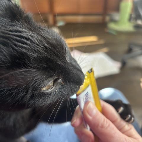 Enlarge Sammy, a Adoptable Domestic Short Hair in Wheeling, IL image 2/6