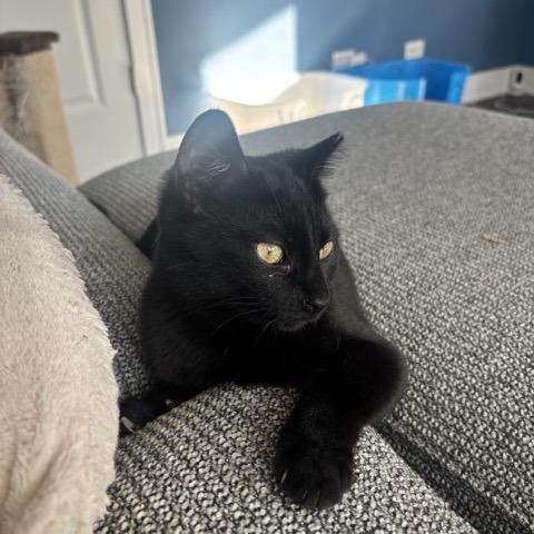 Enlarge Sammy, a Adoptable Domestic Short Hair in Wheeling, IL image 3/6