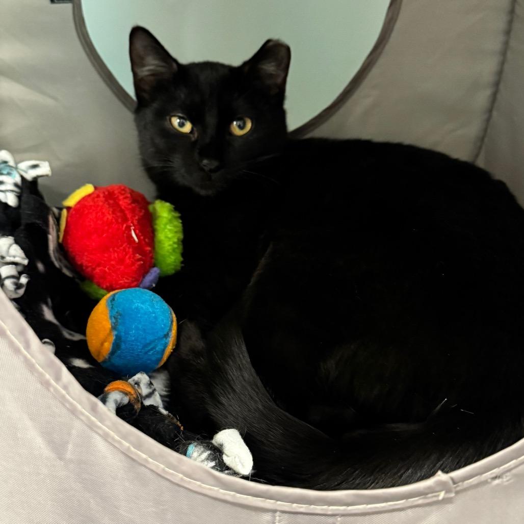 Enlarge Sammy, a Adoptable Domestic Short Hair in Wheeling, IL image 5/6