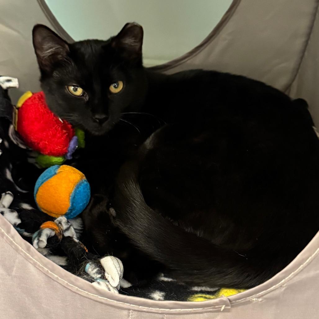 Enlarge Sammy, a Adoptable Domestic Short Hair in Wheeling, IL image 6/6