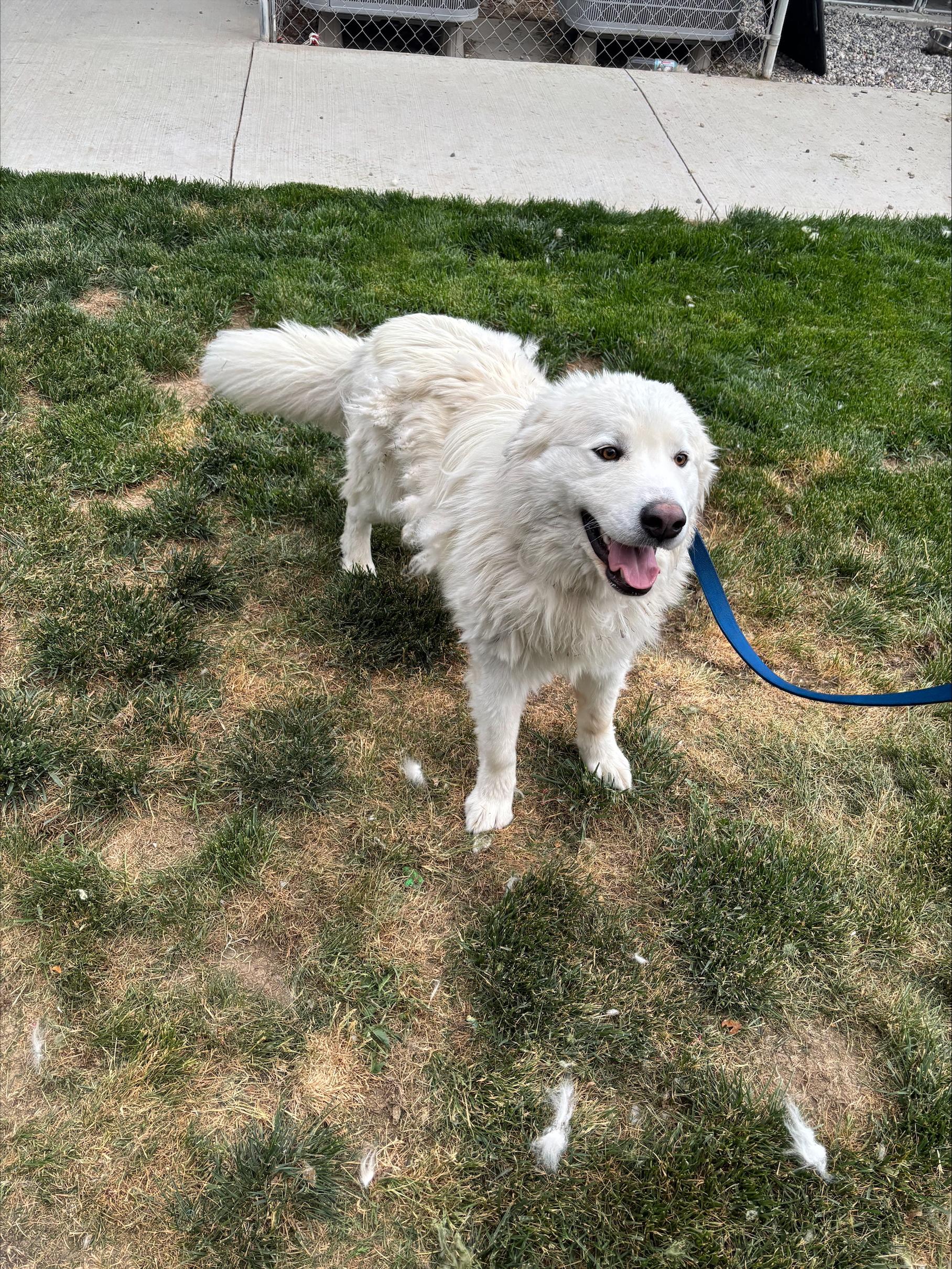 Cooper, ADOPTABLE, Adult Male Great Pyrenees.
