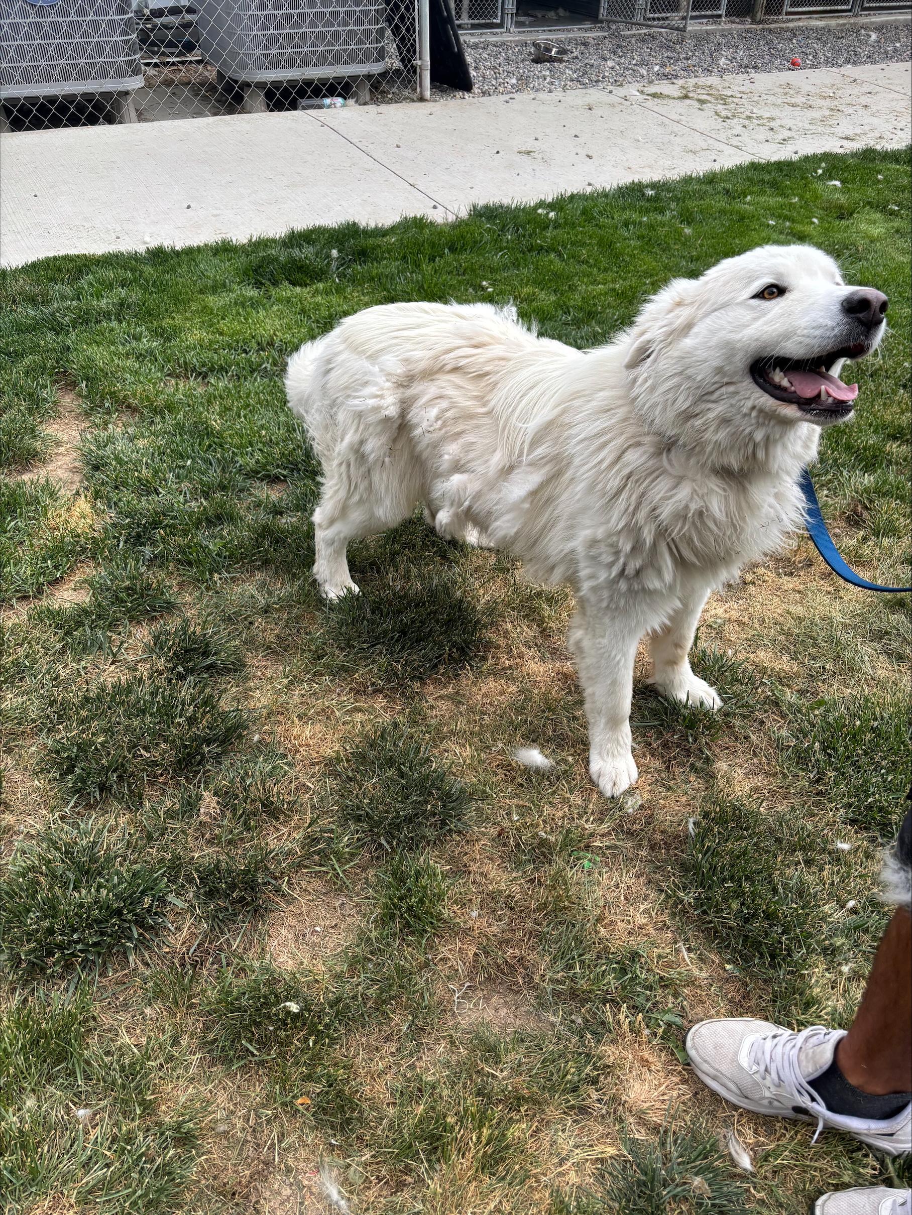 Cooper, a ADOPTABLE mixed breed in Quincy, WA image 2/3
