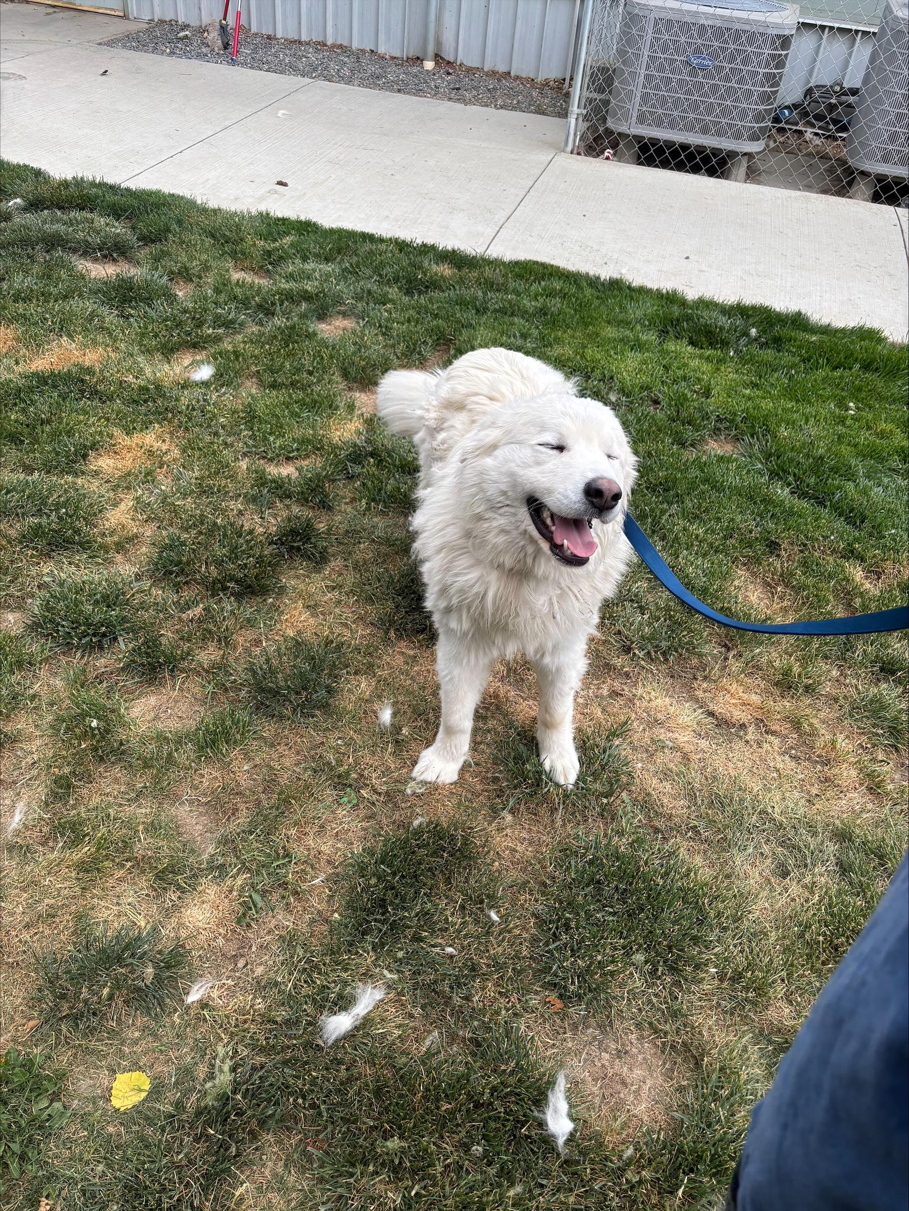 Cooper, a ADOPTABLE mixed breed in Quincy, WA image 3/3