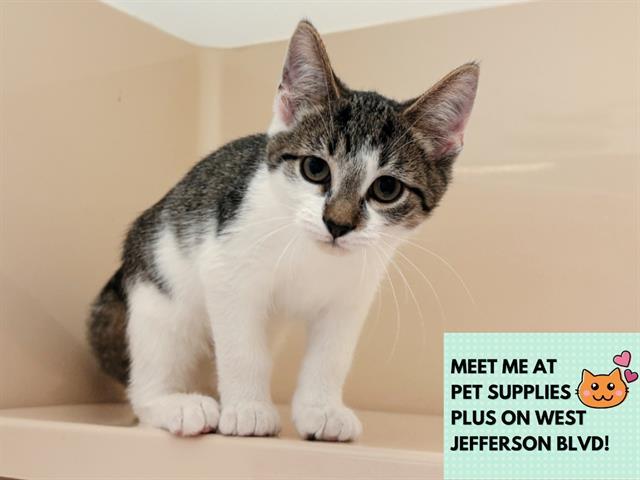 COCOA, Adoptable, Young Male Domestic Short Hair.