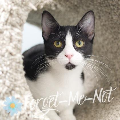 Kiss, a Adoptable Domestic Short Hair in Verona, WI image 1/3