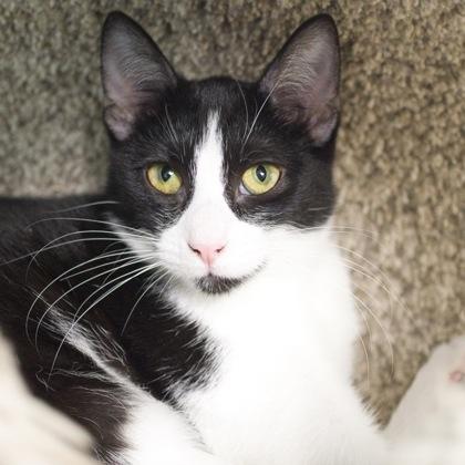 Kiss, a Adoptable Domestic Short Hair in Verona, WI image 2/3