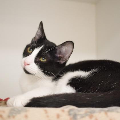 Kiss, Adoptable, Kitten Female Domestic Short Hair & Domestic Short Hair.