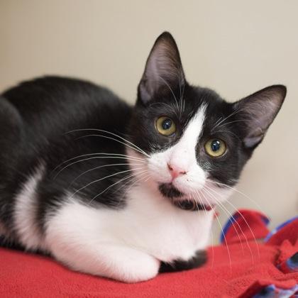 Kiss, a Adoptable Domestic Short Hair in Verona, WI image 3/3
