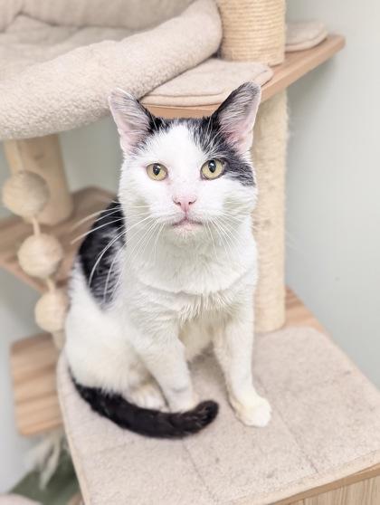 Scarface thumbnail 2