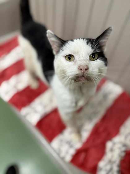 Scarface thumbnail 3