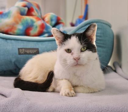 Scarface thumbnail 4