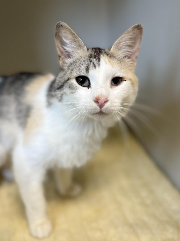 Peaches, Adoptable, Adult Female Domestic Short Hair.