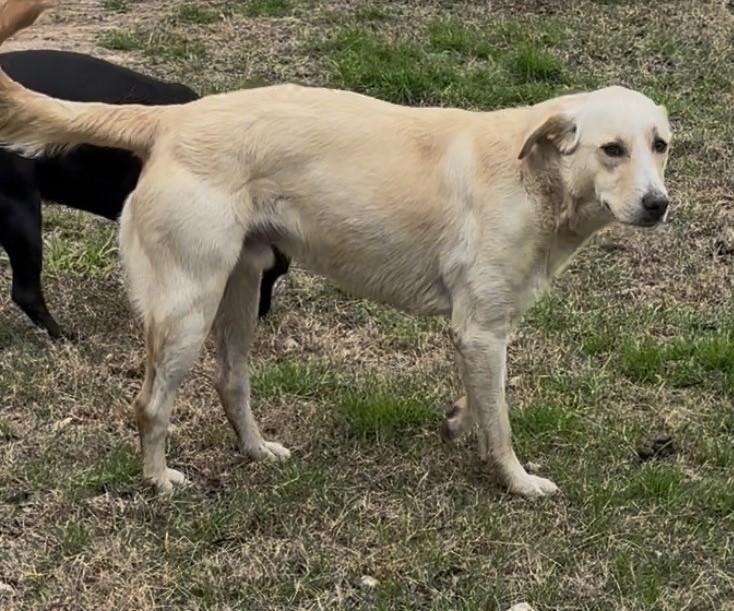 Corky, Adoptable, Young Male Yellow Labrador Retriever.