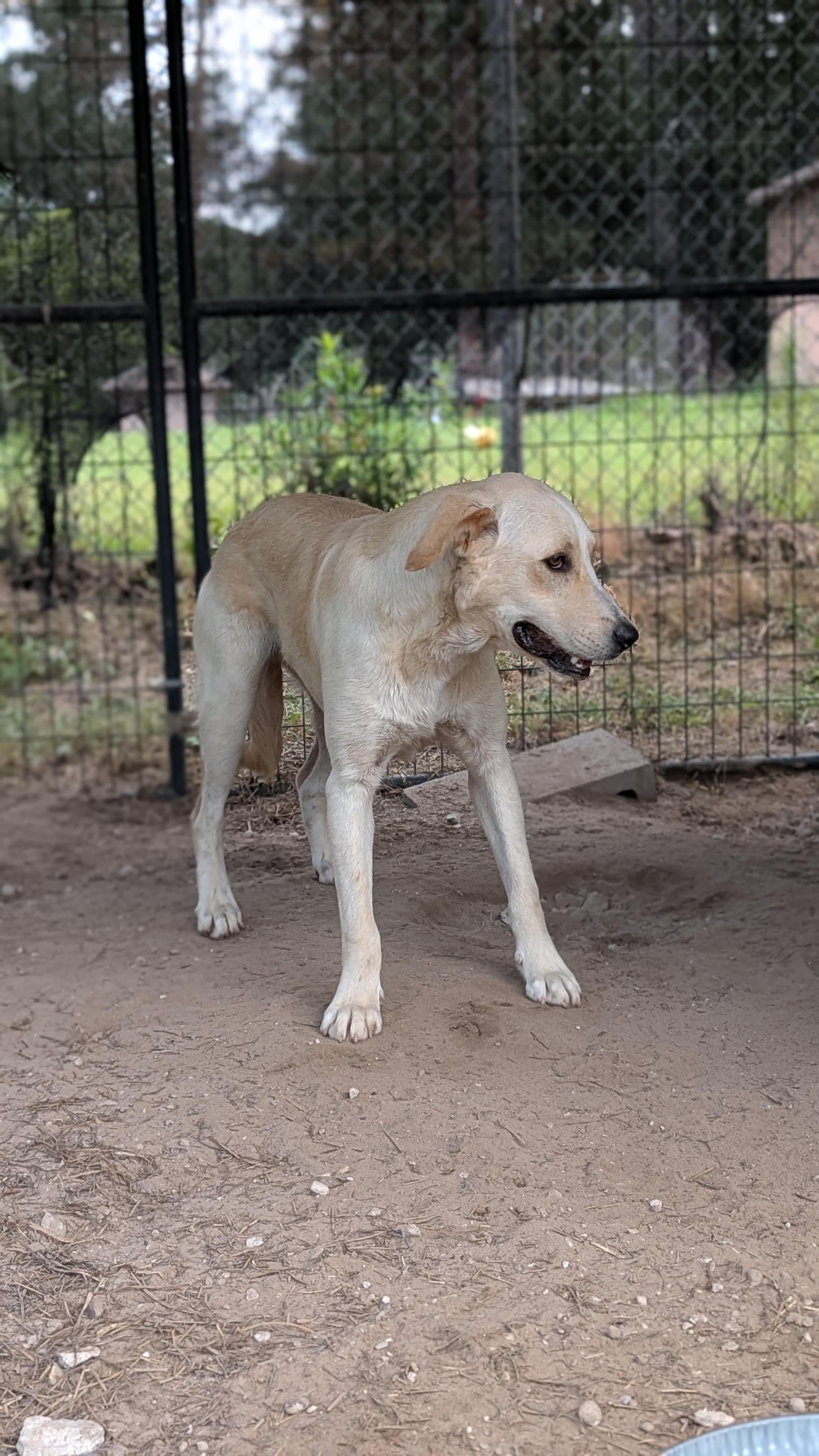 Enlarge Corky, a Adoptable mixed breed in Coldspring, TX image 1/4