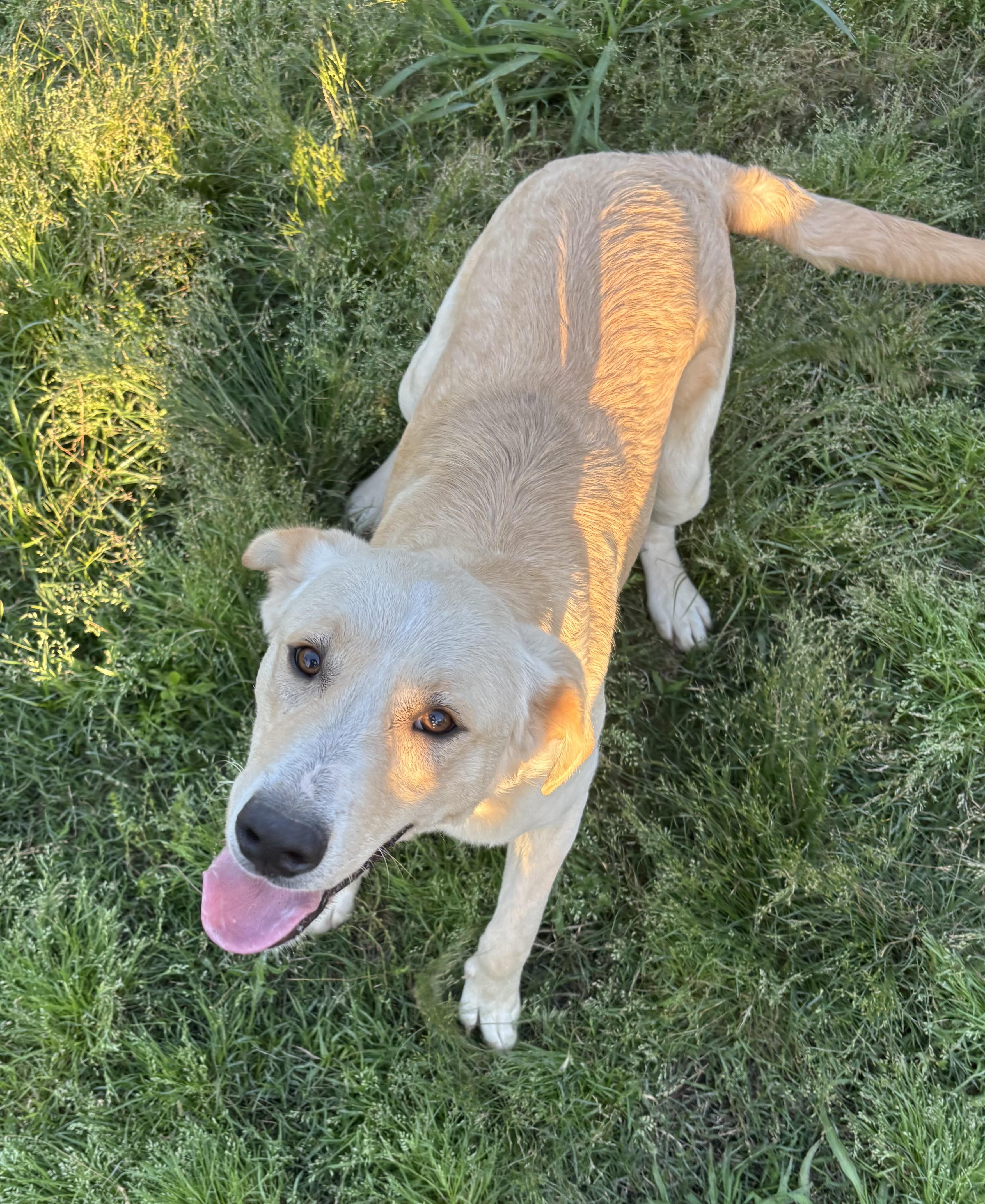 Enlarge Corky, a Adoptable mixed breed in Coldspring, TX image 2/4