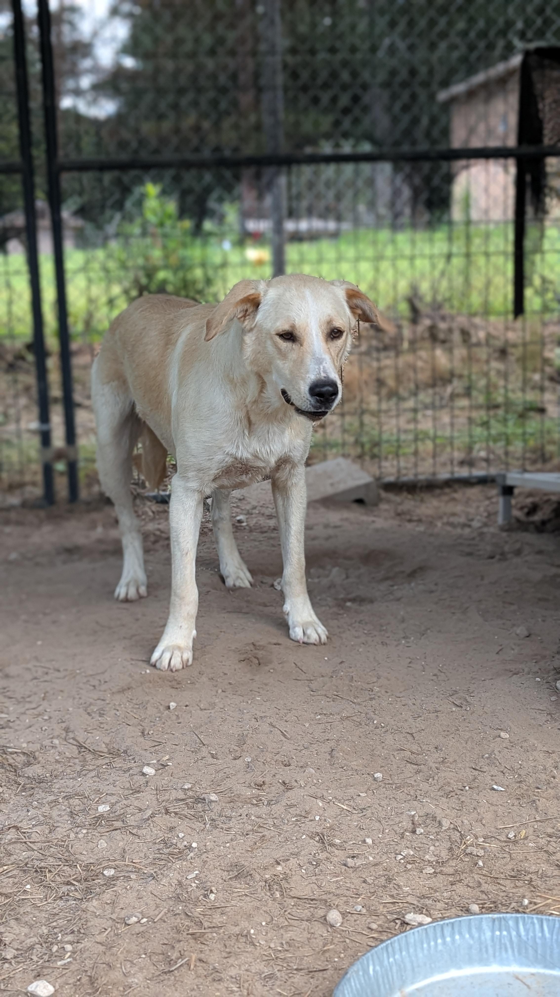 Enlarge Corky, a Adoptable mixed breed in Coldspring, TX image 3/4