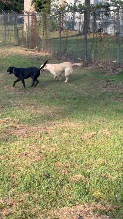 Enlarge Corky, a Adoptable mixed breed in Coldspring, TX video 4/4