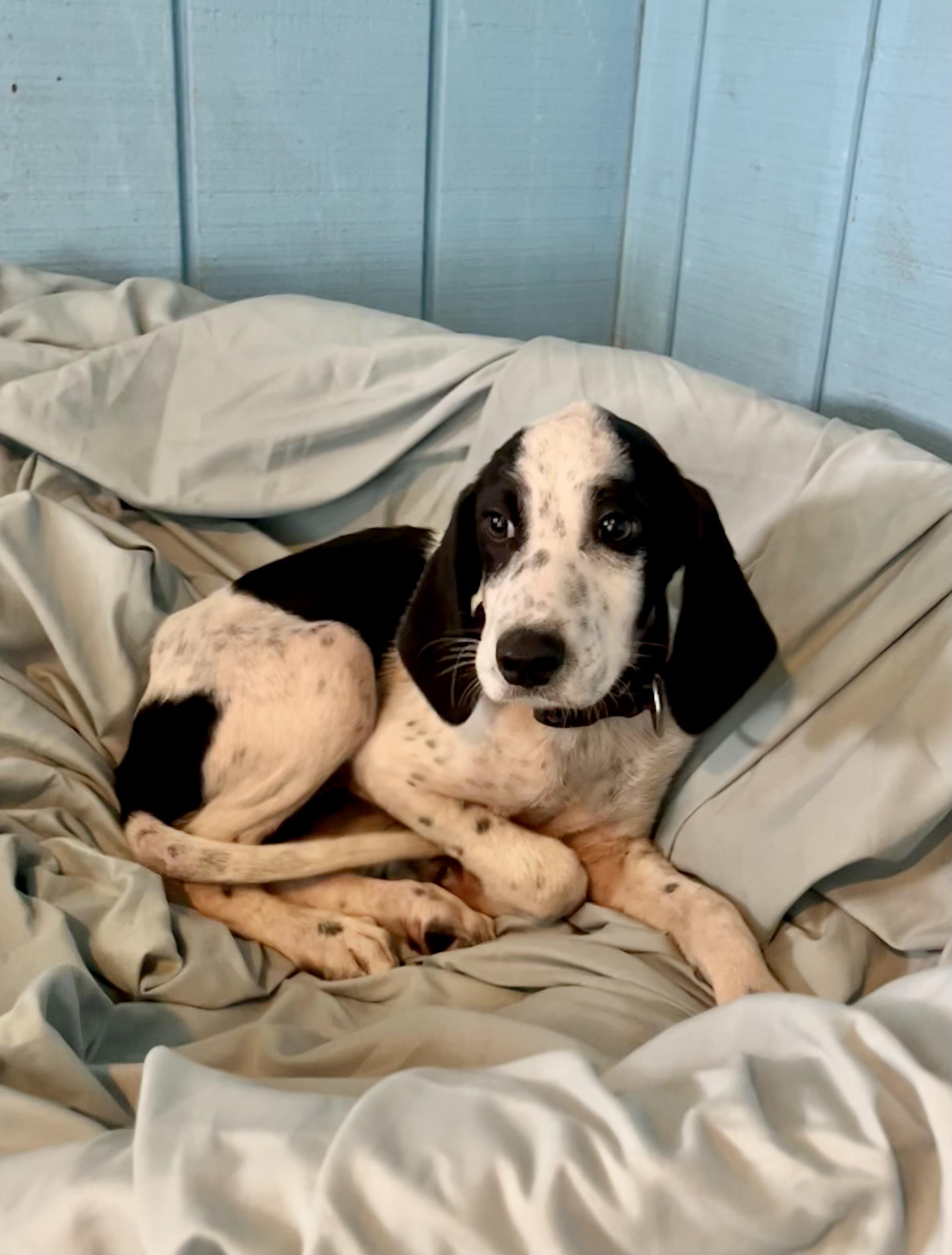 Popcicle, ADOPTABLE, Puppy Female Hound & Spaniel.