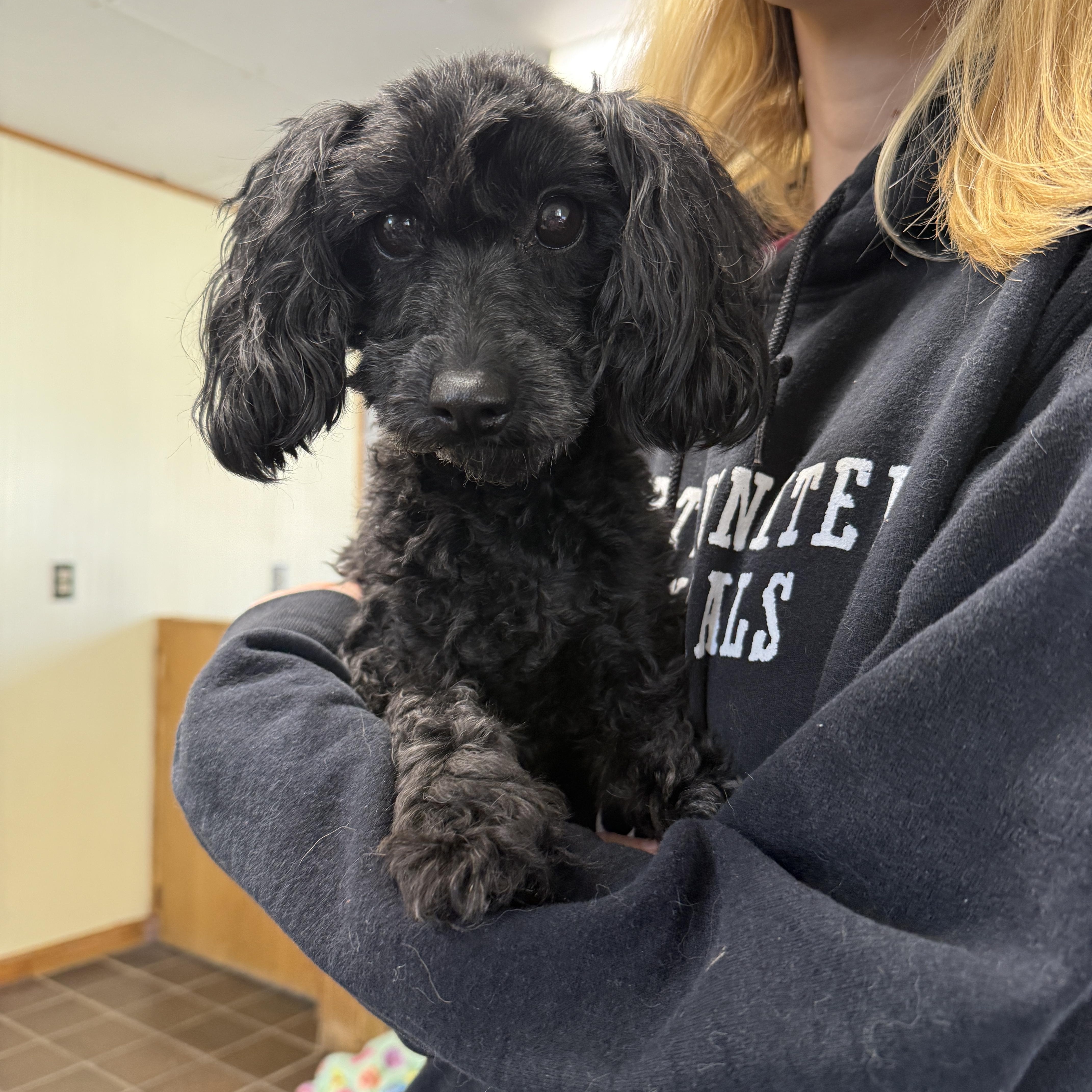 Enlarge Bailey, an adopted Cockapoo in Auburn, NE image 2/3