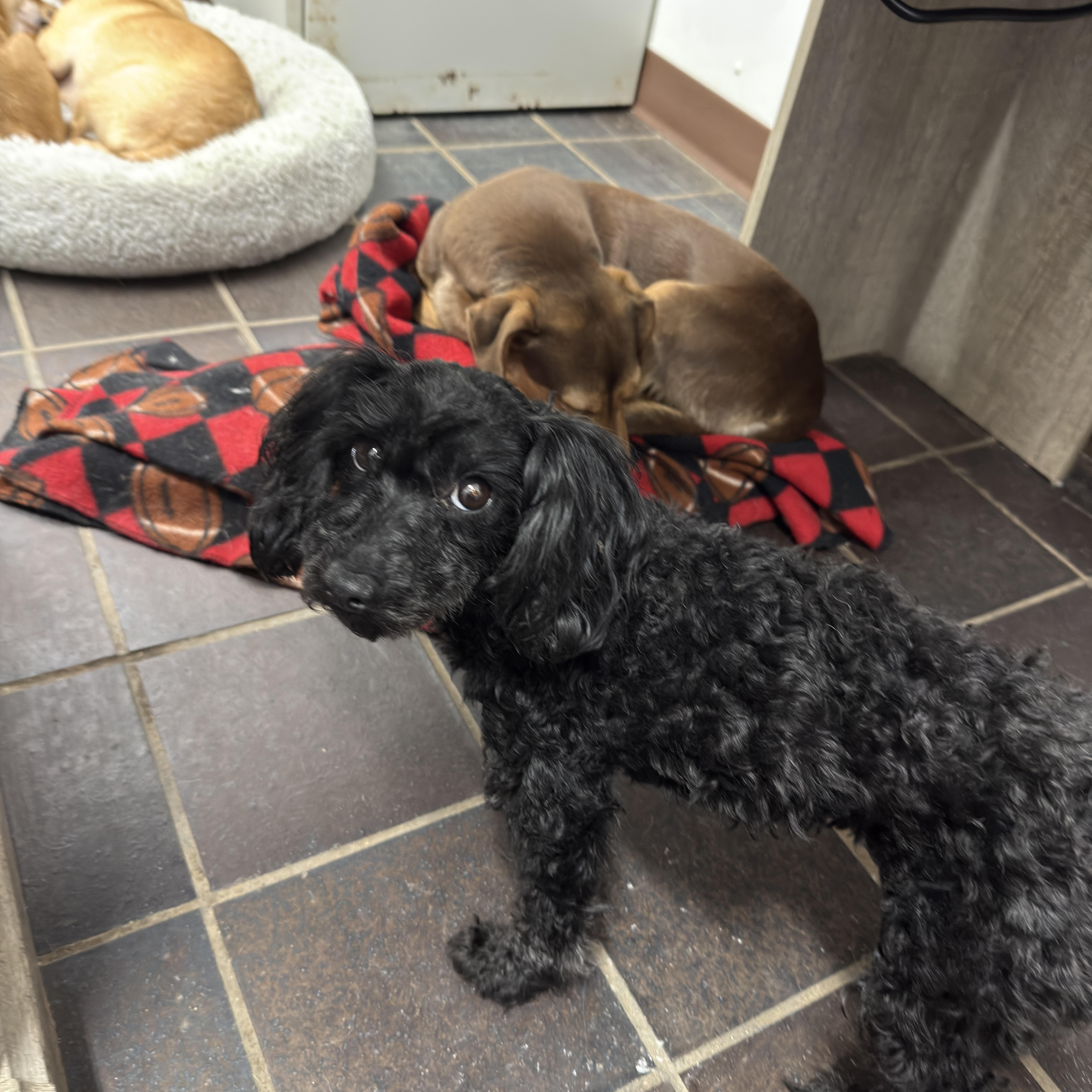 Enlarge Bailey, an adopted Cockapoo in Auburn, NE image 3/3