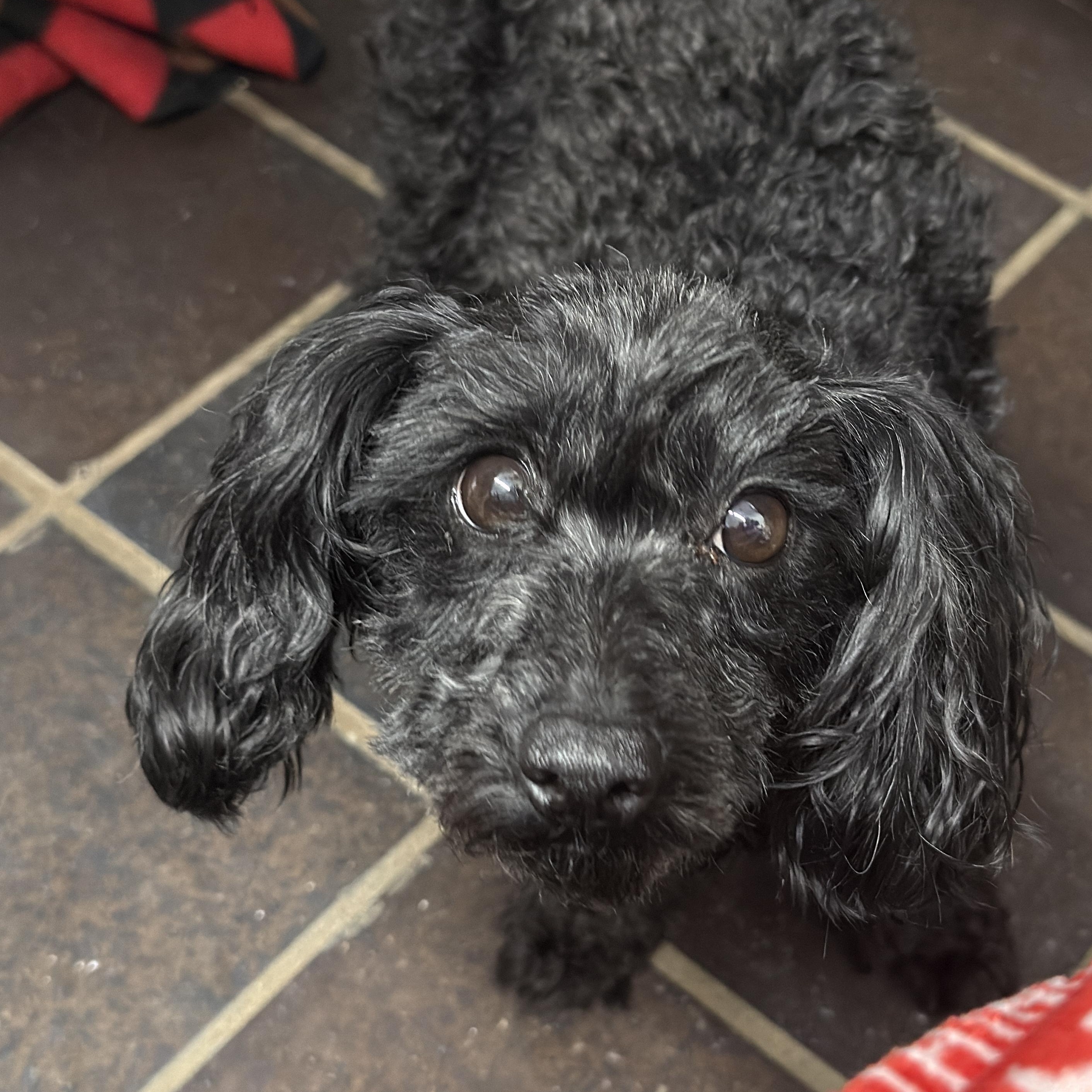 Bailey, adopted, Young Female Cockapoo.