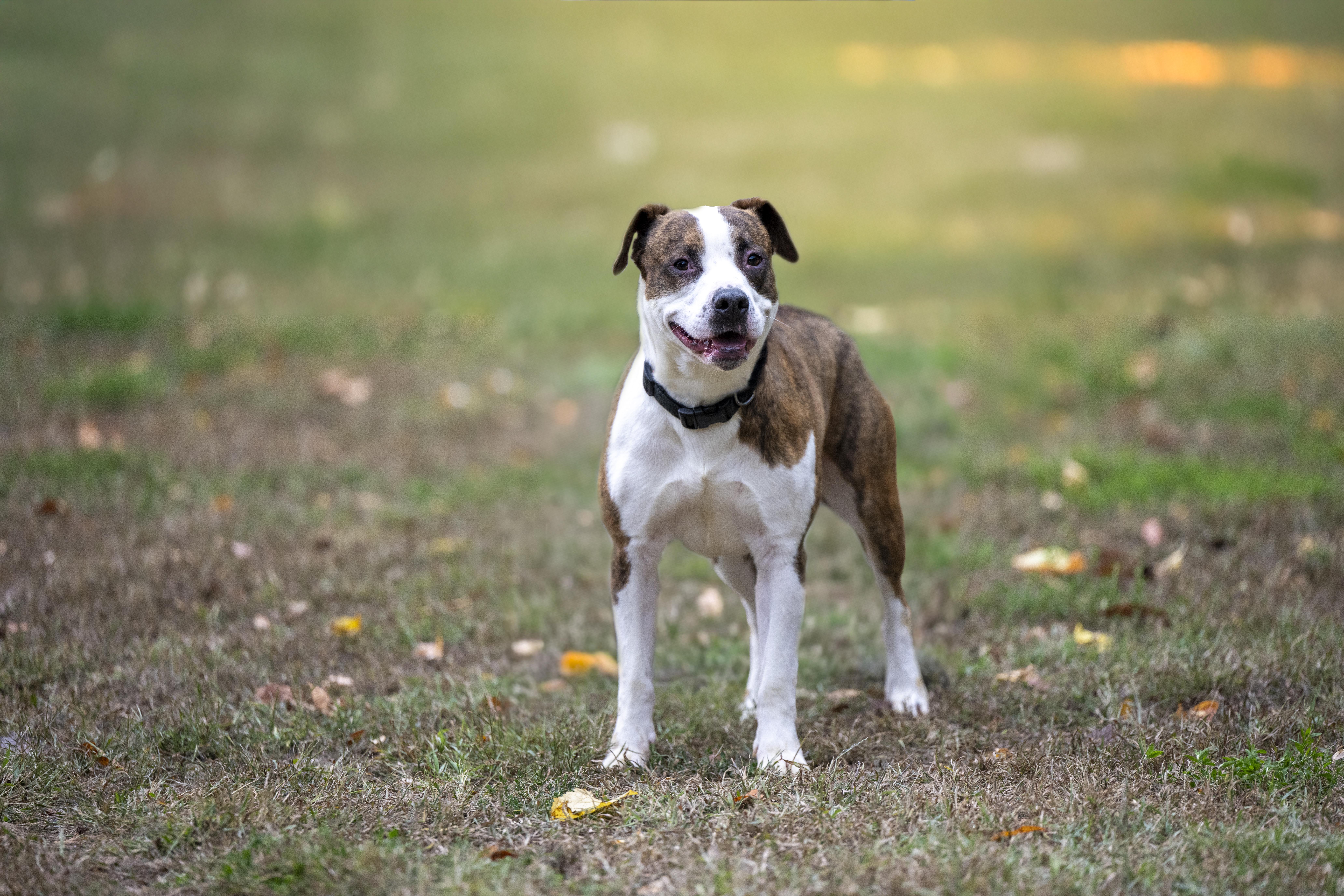 Binky, Adoptable, Adult Male Pit Bull Terrier.