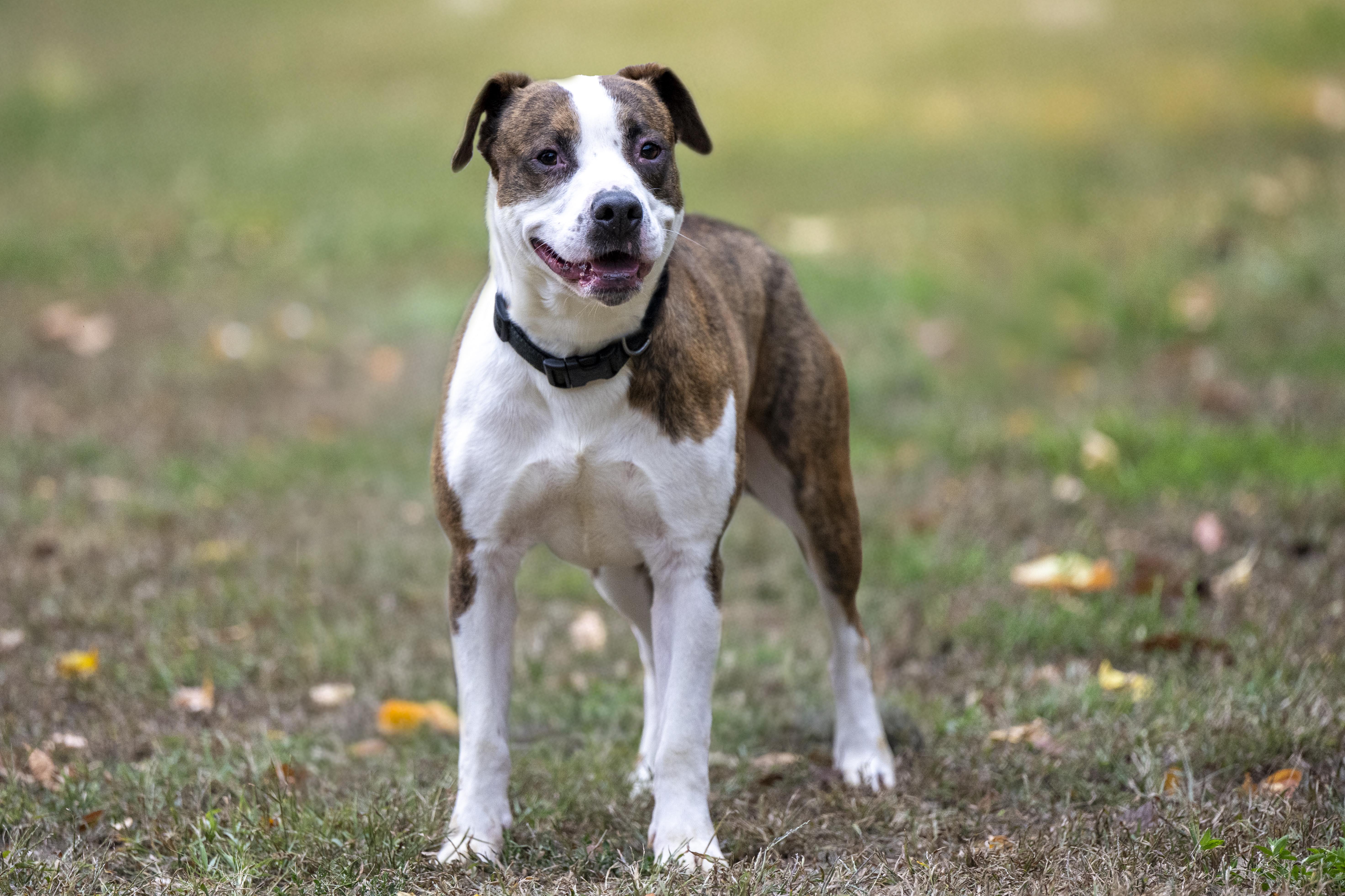 Binky, a Adoptable mixed breed in Terre Haute, IN image 2/2