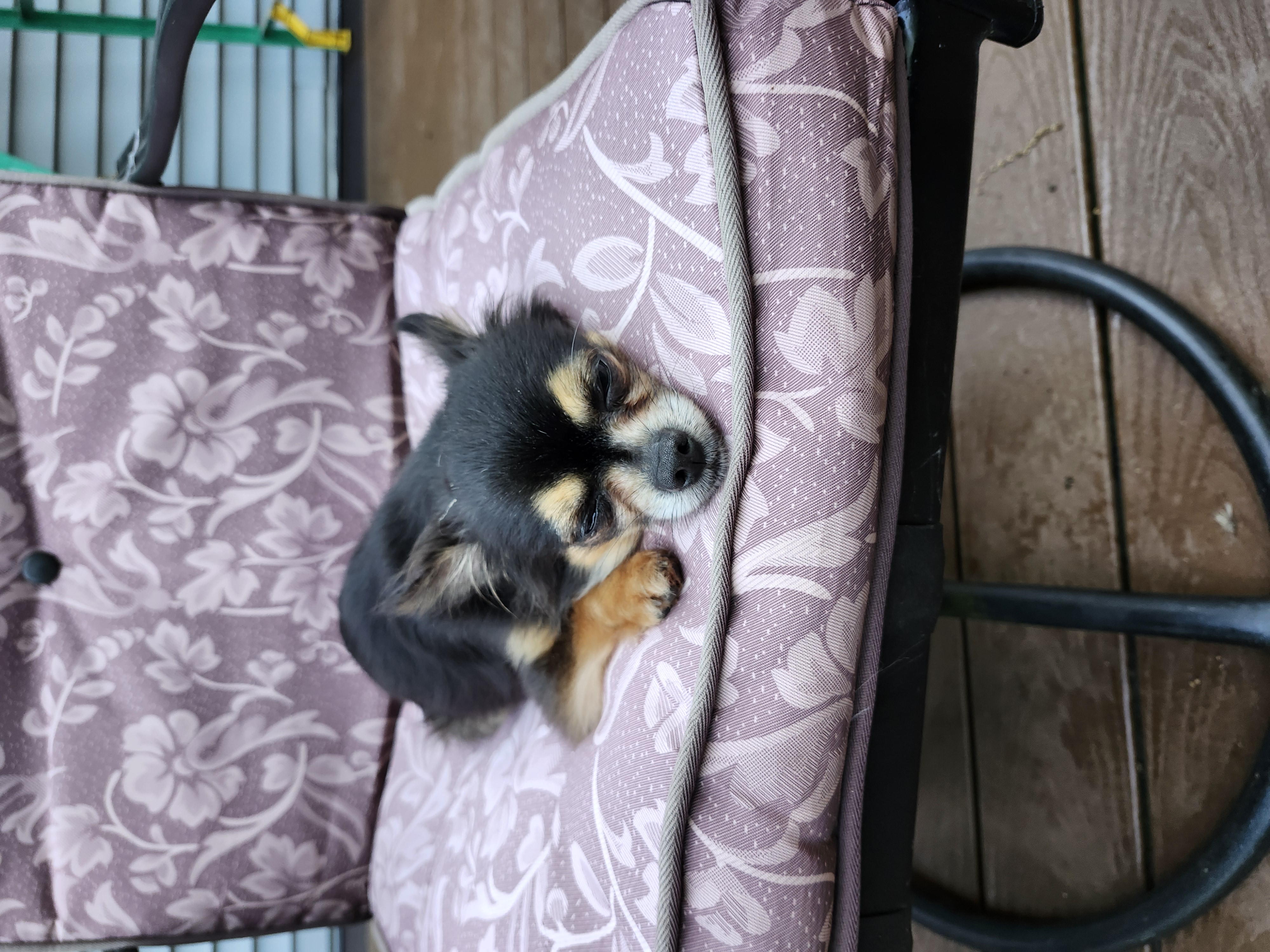 Enlarge Chandler, a Adopted Chihuahua in Wolcott, CT image 4/4