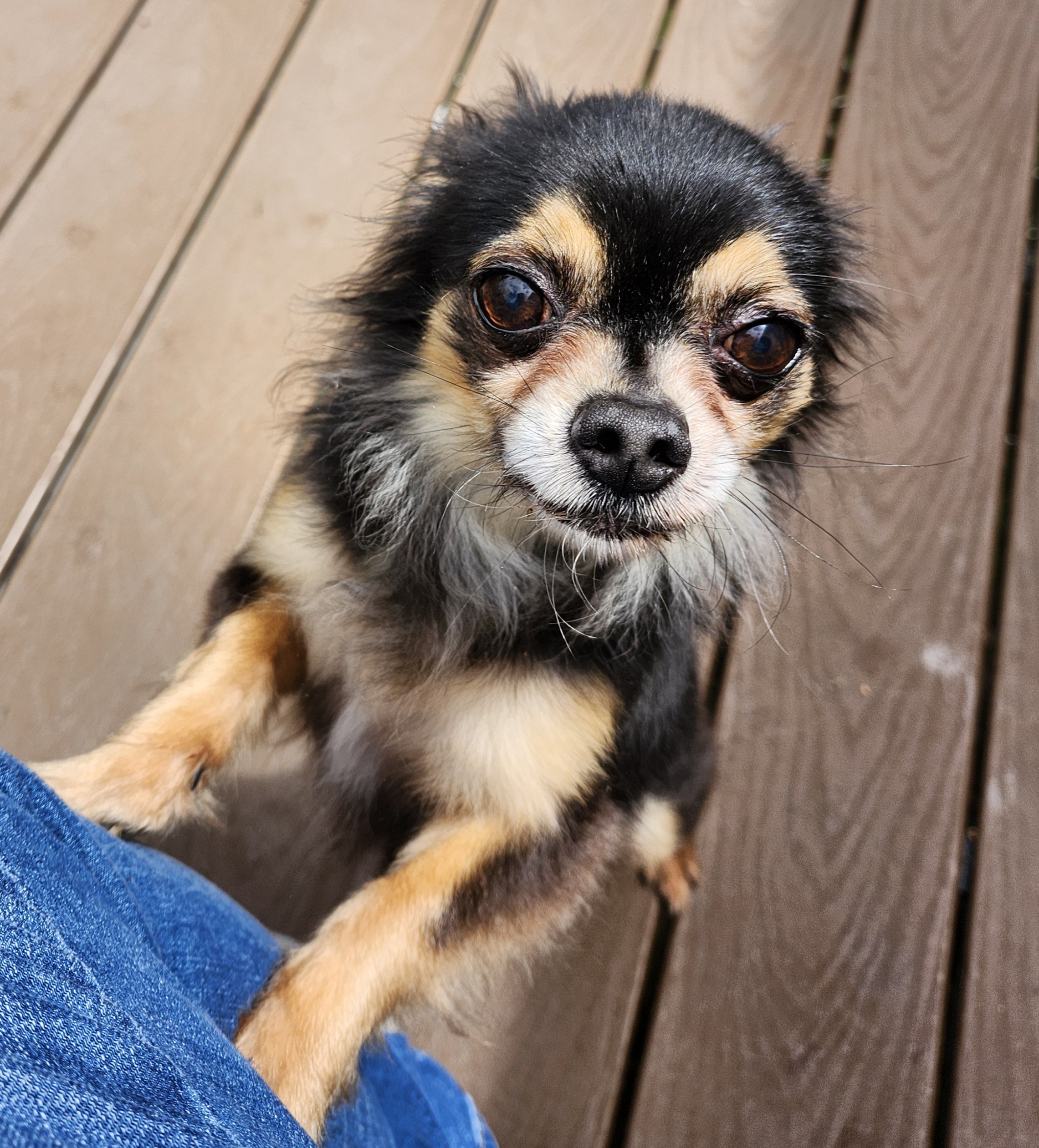 Enlarge Chandler, a Adopted Chihuahua in Wolcott, CT image 1/4