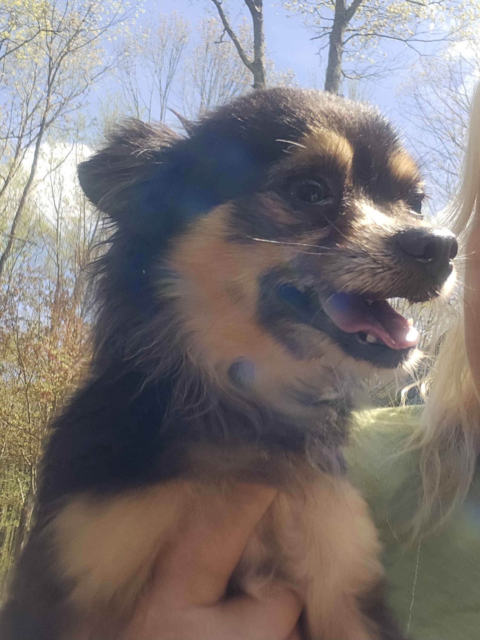 Enlarge Chandler, a Adopted Chihuahua in Wolcott, CT image 3/4