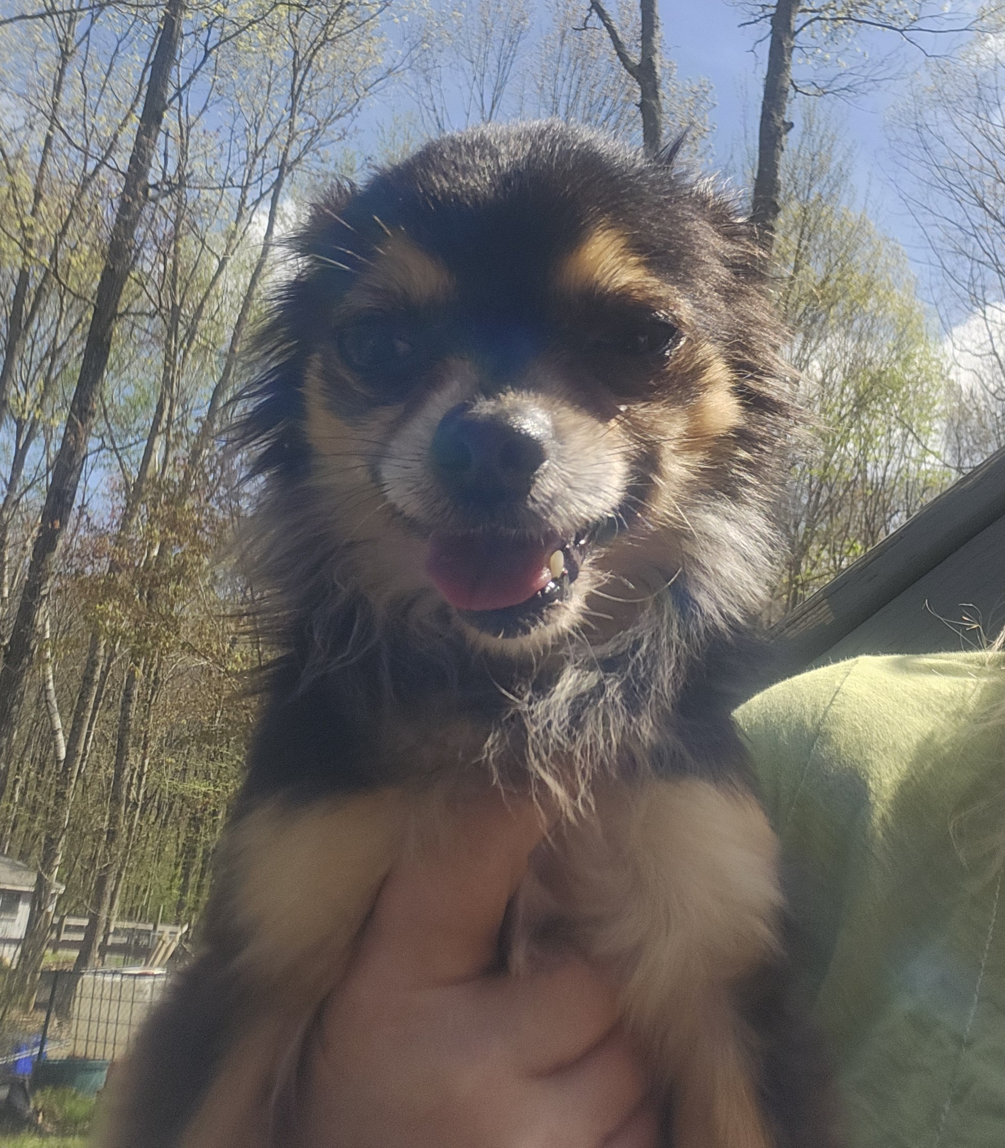 Enlarge Chandler, a Adopted Chihuahua in Wolcott, CT image 2/4