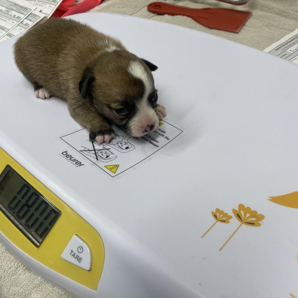 Enlarge Penny Pup 6, a Adoptable mixed breed in Galax, VA image 1/1