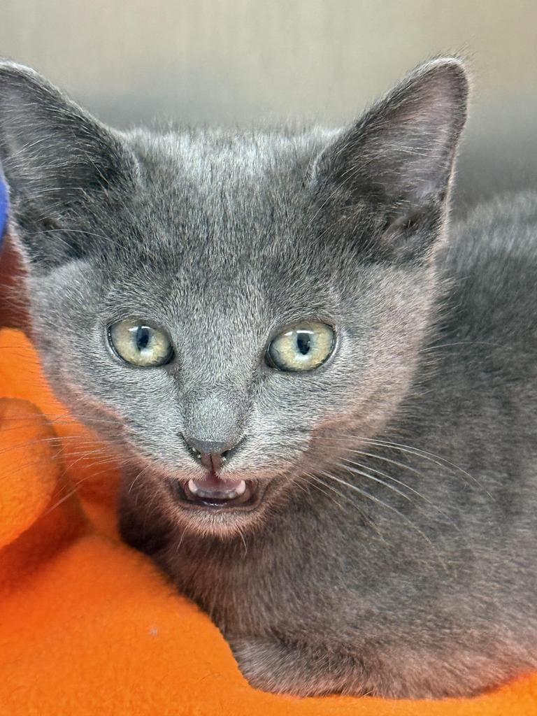 Meredith, Adoptable, Young Female Domestic Short Hair.