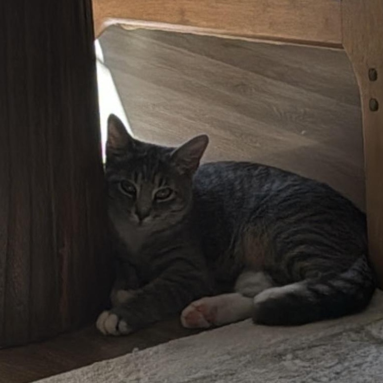 Enlarge Nour, a ADOPTABLE Domestic Medium Hair in Minneapolis, MN image 2/4