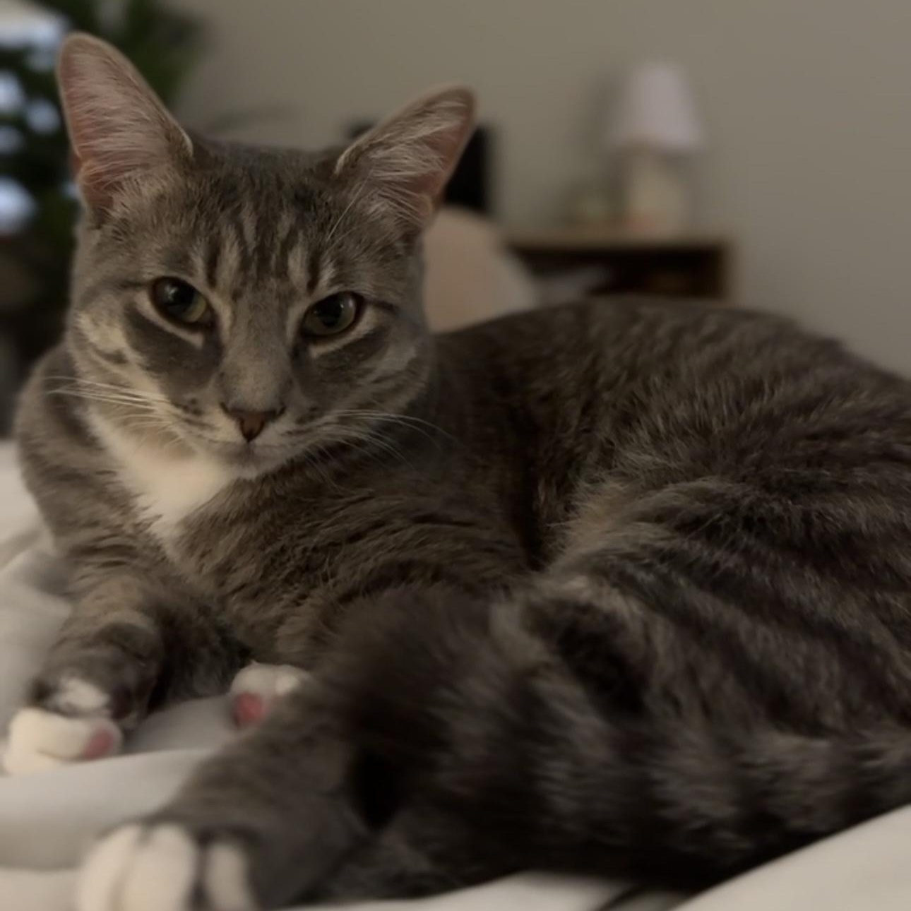 Enlarge Nour, a ADOPTABLE Domestic Medium Hair in Minneapolis, MN image 1/4
