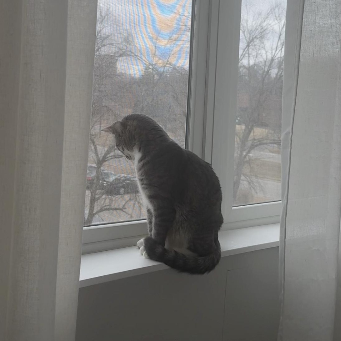 Enlarge Nour, a ADOPTABLE Domestic Medium Hair in Minneapolis, MN image 4/4