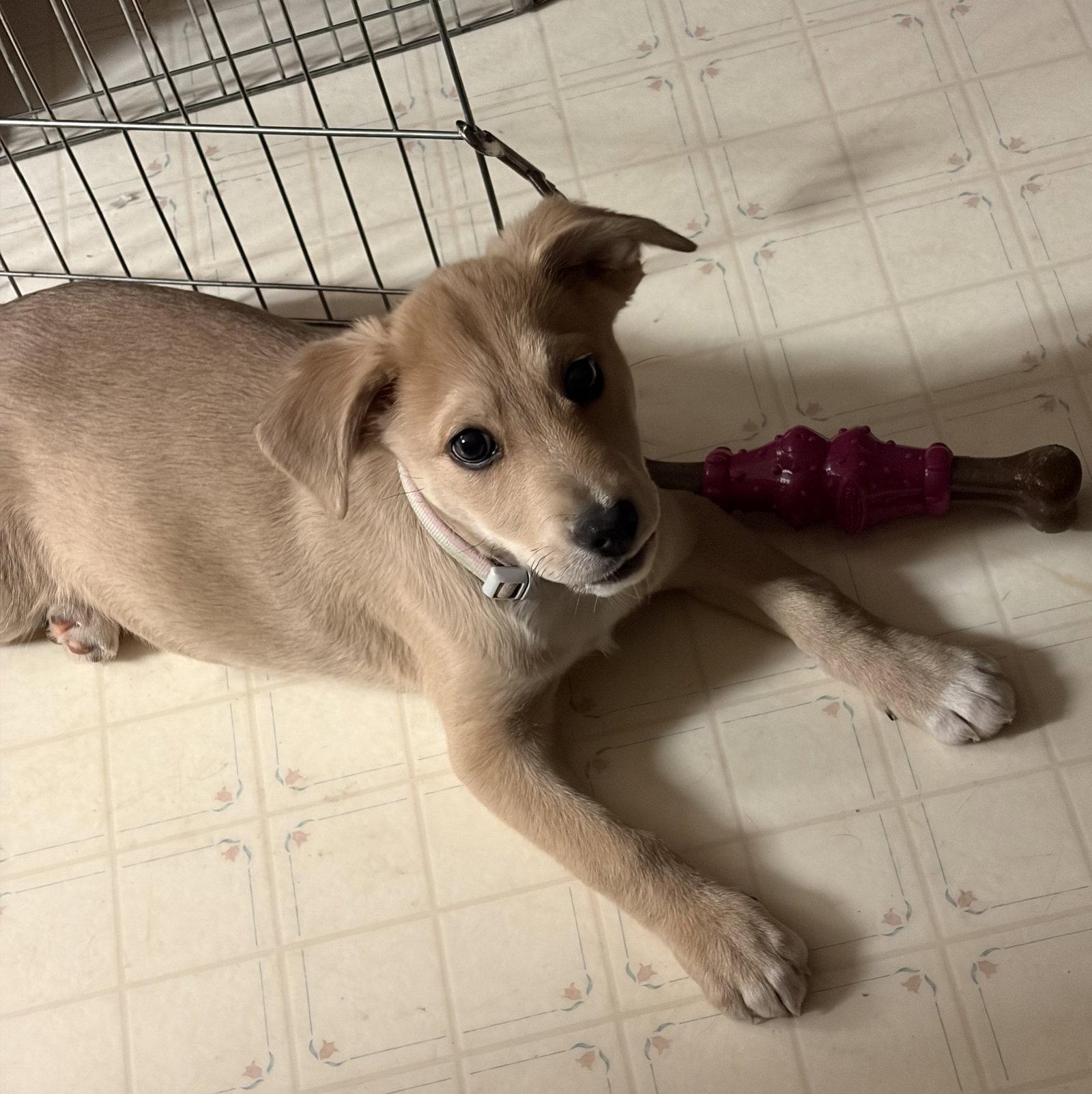Enlarge Puppy Mercy, a Adopted mixed breed in Cuyahoga Falls, OH image 1/3