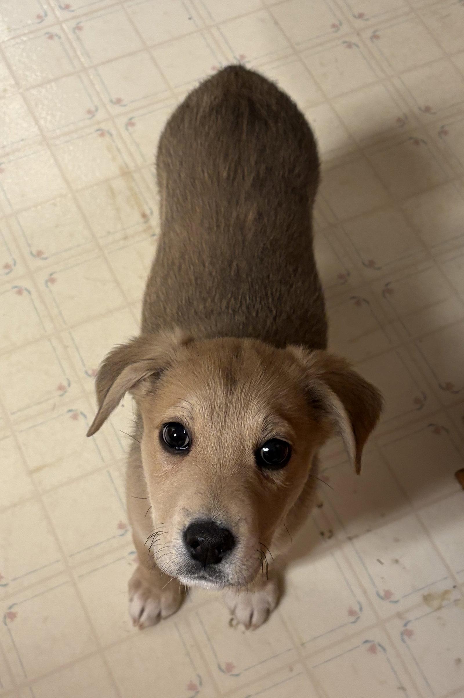 Enlarge Puppy Mercy, a Adopted mixed breed in Cuyahoga Falls, OH image 2/3