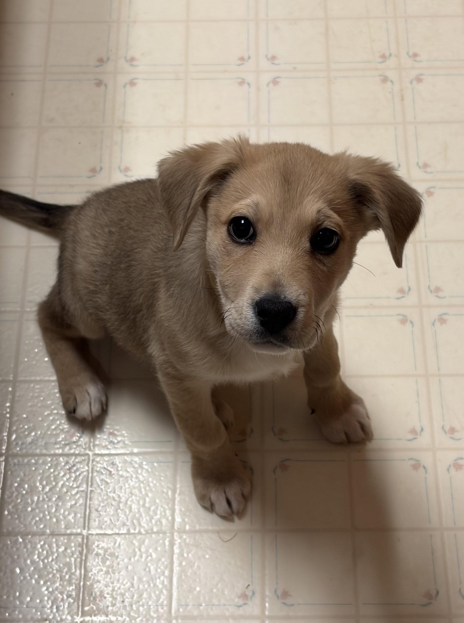 Enlarge Puppy Mercy, a Adopted mixed breed in Cuyahoga Falls, OH image 3/3