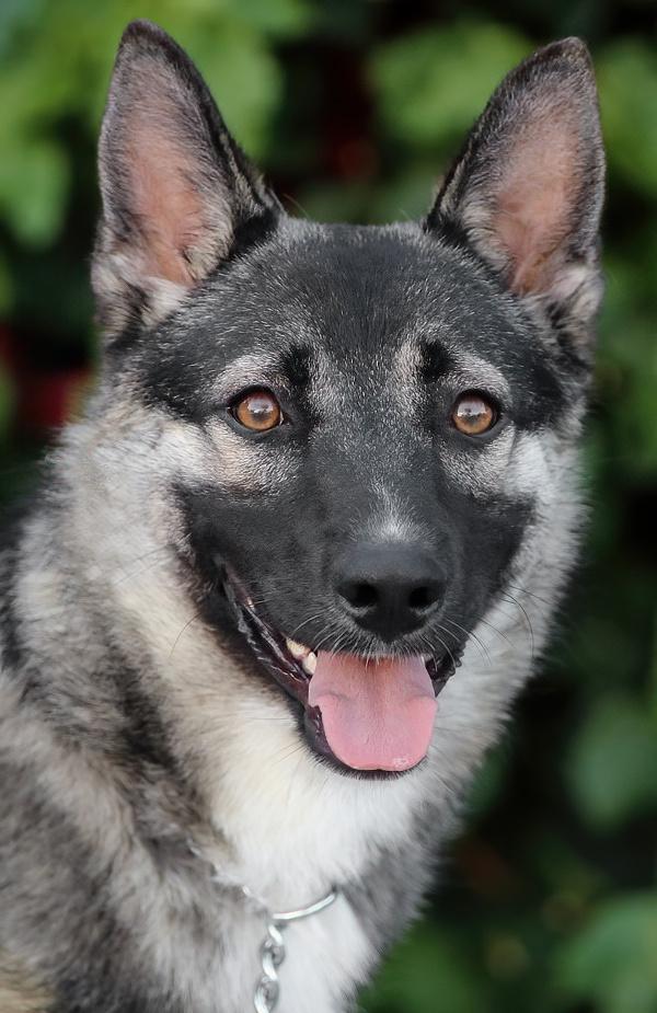 *Pablo von Prislich German Shepherd Dog Dog