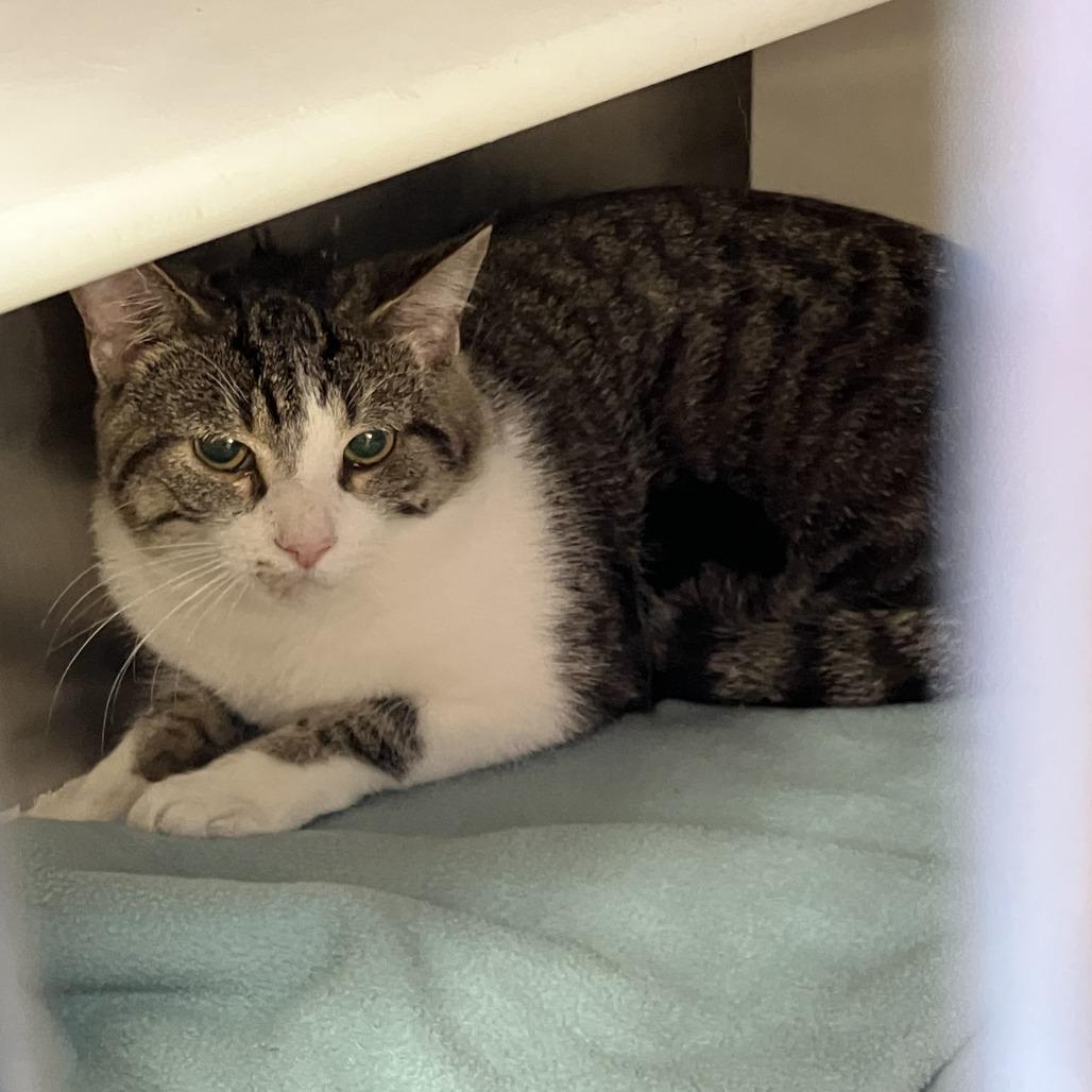 Enlarge Jimbo, a Adoptable Domestic Short Hair in Burlington, ON image 1/1