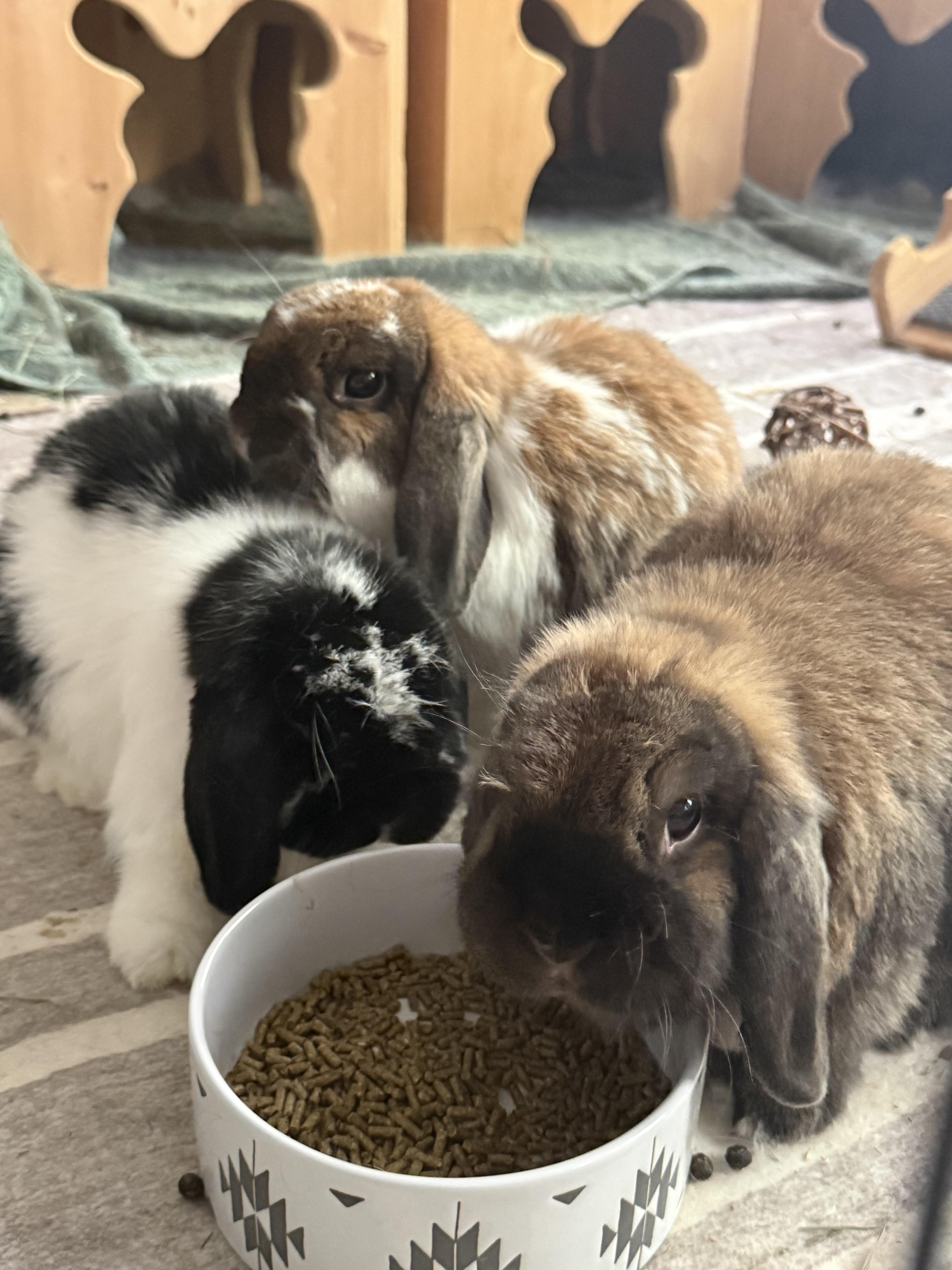 Gemini, Smores, and Honey, Adoptable, Adult Male Holland Lop.